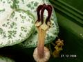Ceropegia woodii